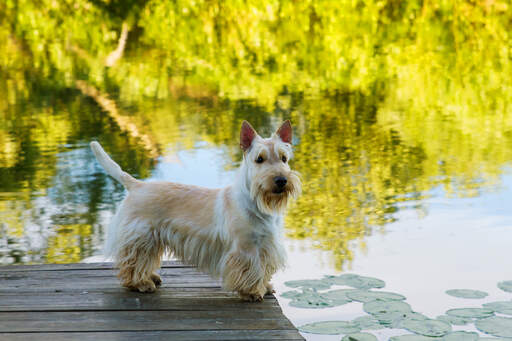 Die unglaublich spitzen ohren und der struppige bart eines scottish terriers