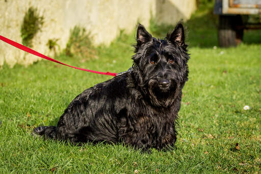 Ein schottischer terrier mit einem schönen, dichten, schwarzen fell