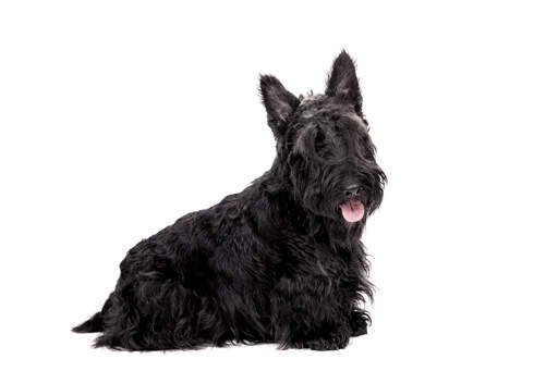 Ein hübscher, kleiner erwachsener scottish terrier mit langem schwarzem fell und spitzen ohren