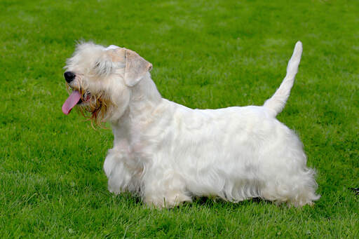 Das schöne, lange, weiße fell und der struppige bart eines sealyham terriers