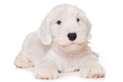 A GorGeous, kleiner, weißer sealyham terrier mit schönen kulleraugen und weichem fell