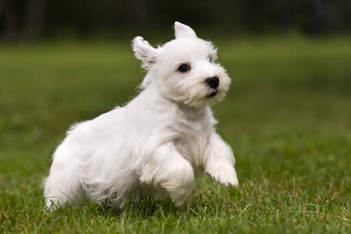 Ein wunderbarer kleiner sealyham-terrier-welpe, der über das gras hüpft