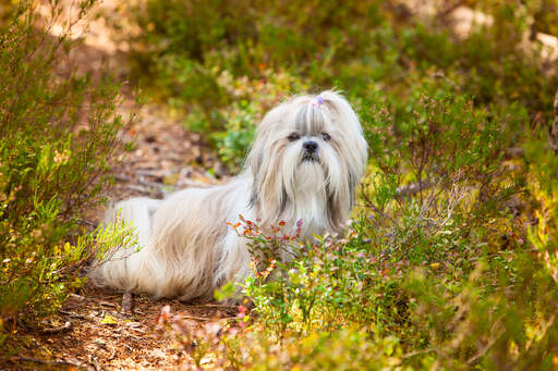 Ein schöner, kleiner shih tzu, der seinen kopf aus dem unterholz steckt