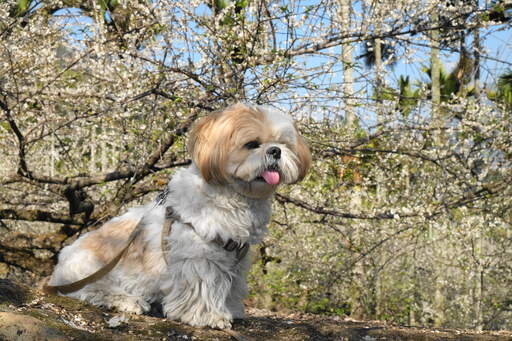 Ein erwachsener shih tzu, der geduldig auf etwas aufmerksamkeit wartet