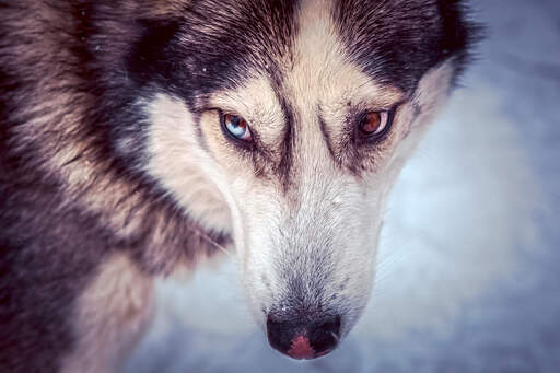 Eine nahaufnahme der schönen großen augen eines sibirischen huskys