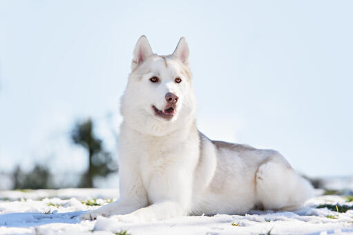 Ein gesunder erwachsener sibirischer husky mit einem unglaublich dichten, weißen fell