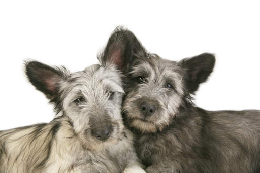 Zwei skye-terrier, die ihren kopf aneinander lehnen