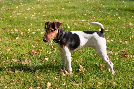 Ein wunderbarer kleiner foxterrier, der seinen kurzen körper und seine langen beine zur schau stellt