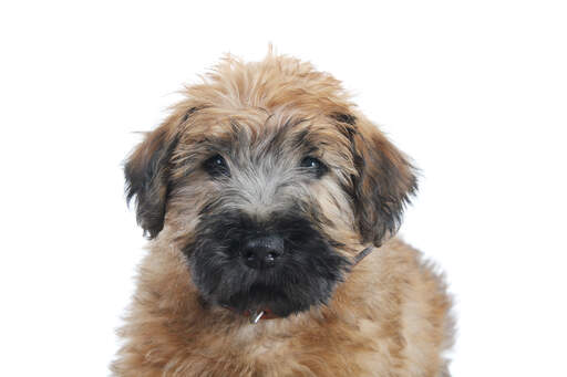 Das hübsche kleine gesicht und die schlappohren eines wheaten terrier welpen mit weichem fell