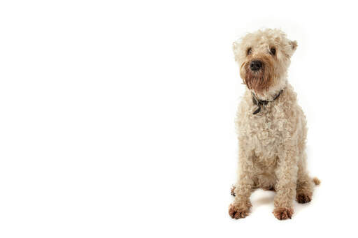 Irish white top coated terrier