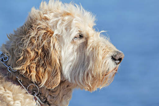 Eine nahaufnahme des schönen struppigen bartes eines soft coated wheaten terriers