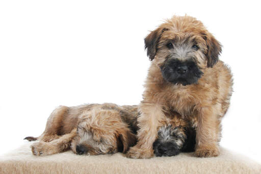 Drei wunderbare, kleine soft coated wheaten terrier, die die wärme der anderen teilen