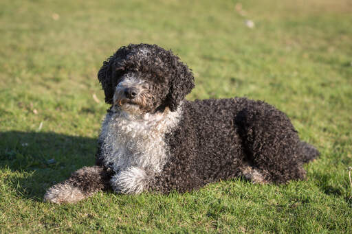 Ein weißer und brauner spanischer wasserhund liegt im gras