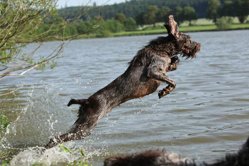 Ein gesunder erwachsener spinone italiano, der ins wasser springt