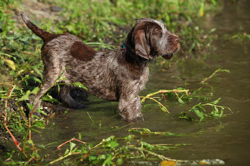 Ein netter, kleiner spinone italiano, der sich darauf freut, ins wasser zu kommen