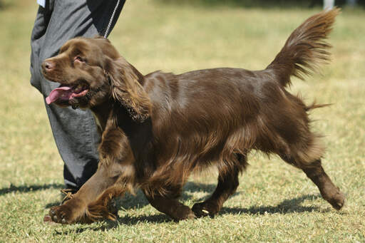 Das wunderbar weiche schokoladenbraune fell eines sussex spaniels