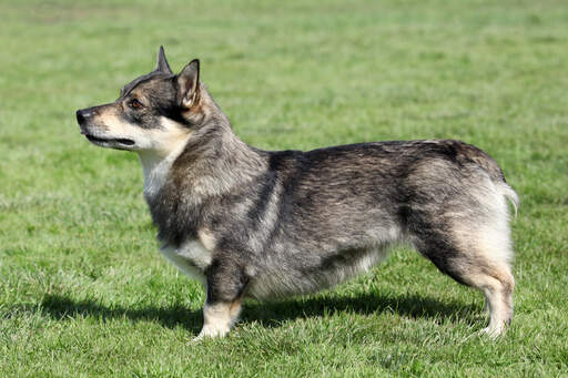 Die unglaublich kurzen beine und das dichte, weiche fell eines schwedischen vallhunds