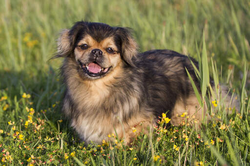 Ein tibetischer spaniel wartet geduldig im langen gras auf seinen besitzer