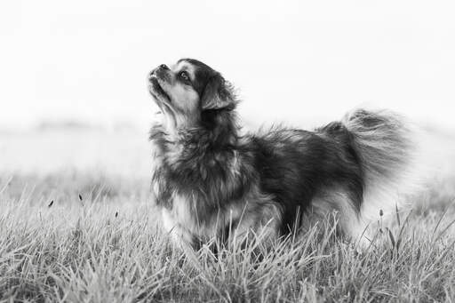 Ein junger tibetischer spaniel, der aufrecht steht und seine schöne, kurze nase zur schau stellt