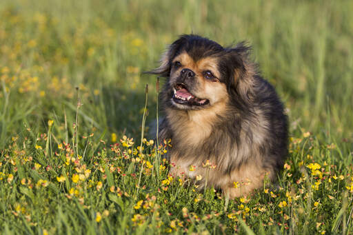 Ein aufgeregter kleiner tibetischer spaniel spielt draußen im langen gras