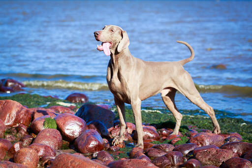 Ein schöner erwachsener weimaraner, der seinen kräftigen körperbau zur schau stellt