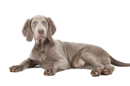 Ein wunderschöner, weicher weimaraner-welpe mit auffallend blassen augen