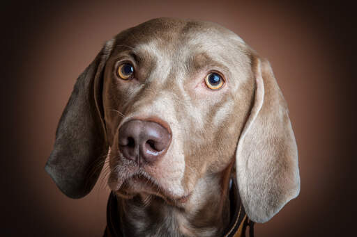 Eine nahaufnahme des schönen, kurzen, weichen fells eines weimaraners