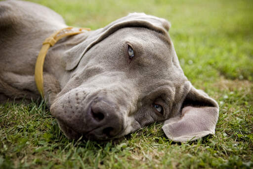 Eine nahaufnahme eines müden weimaraners schöne, weiche ohren