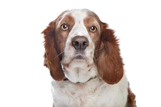 Eine nahaufnahme des schönen, weichen körpers eines welsh springers spaniels