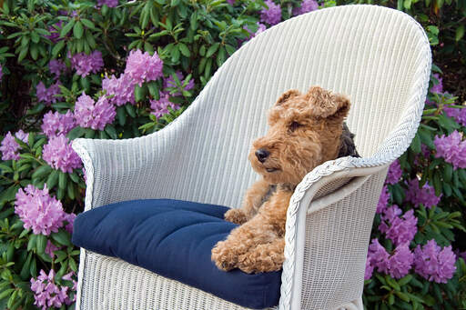 Ein schöner welsh terrier ruht sich draußen auf einem stuhl aus