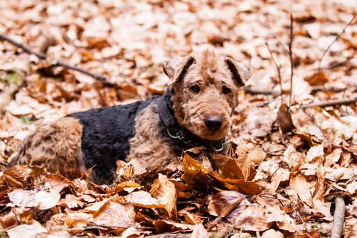 Ein süßer, kleiner welsh terrier liegt im laub