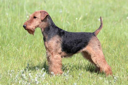 Ein junger welsh terrier, der seinen schönen, kurzen körper und sein drahtiges fell zur schau stellt