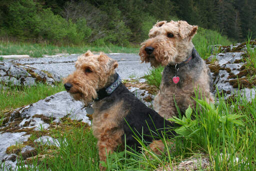 Zwei wunderbare welsh-terrier sitzen artig und warten geduldig auf ein kommando