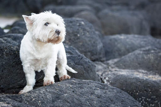 Ein schöner west highland terrier mit einem schönen, weißen fell