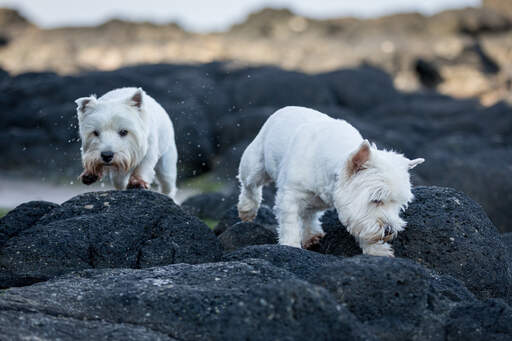 Zwei west highland terrier genießen die gesellschaft des anderen auf den felsen