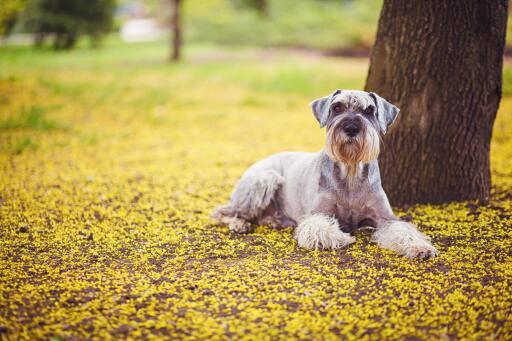 Riesen-schnauzer-liegend