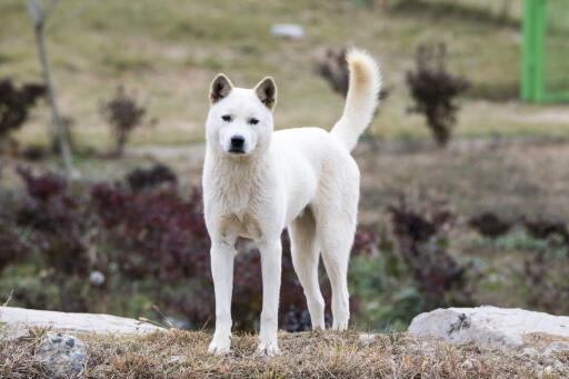 Koreanisch-jindo-außen