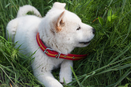 Korean-jindo-welpe