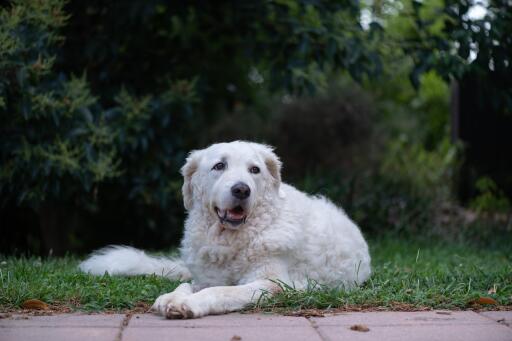 Kuvasz-lying-down