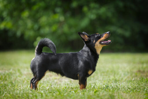 Lancashire-heeler-außen