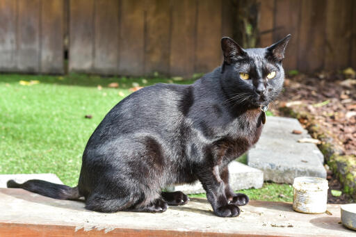 Mandalay-katze in einem garten sitzend