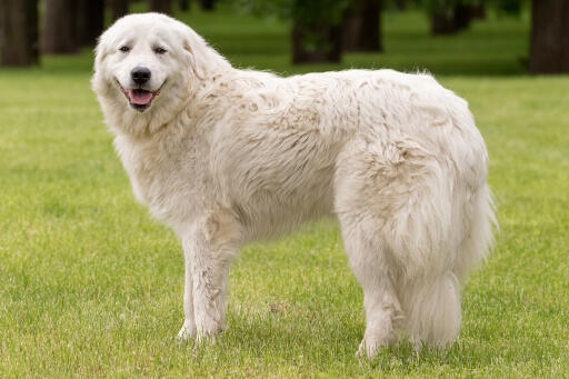 Maremma-schäferhund-glücklich