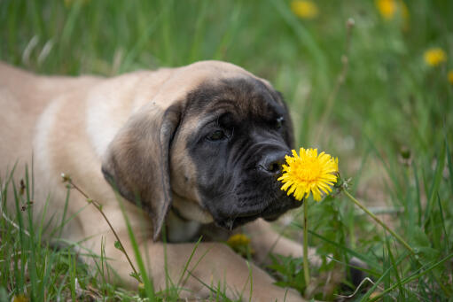 Mastiff-welpe-mit-blume