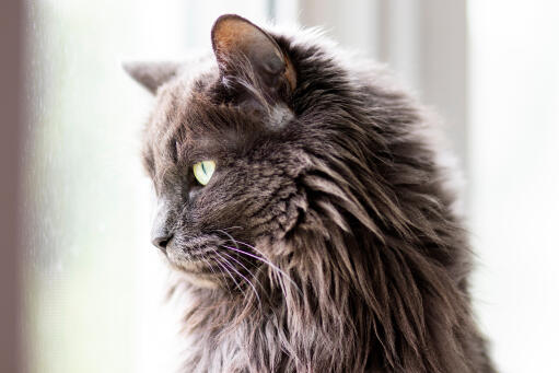 Nahaufnahme einer flauschigen nebelung-katze, die zur seite schaut