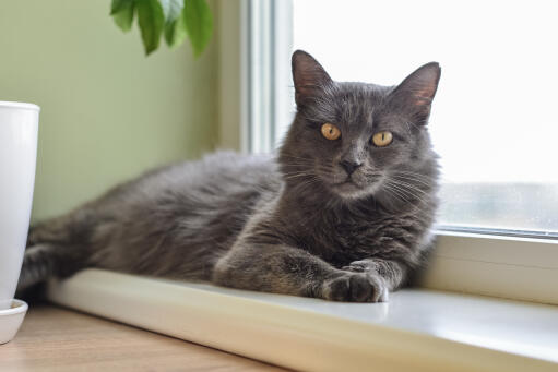 Nebelung katze entspannt auf einer fensterbank