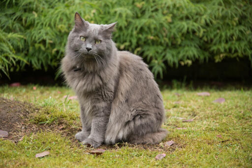 Nebelung katze sitzend in einem garten