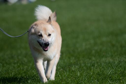 Norwegischer-buhund-walking