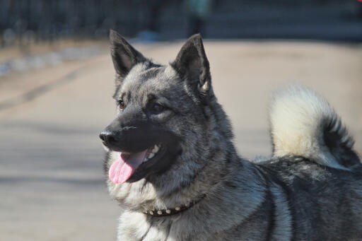 Norwegischer-elchhund-glücklich