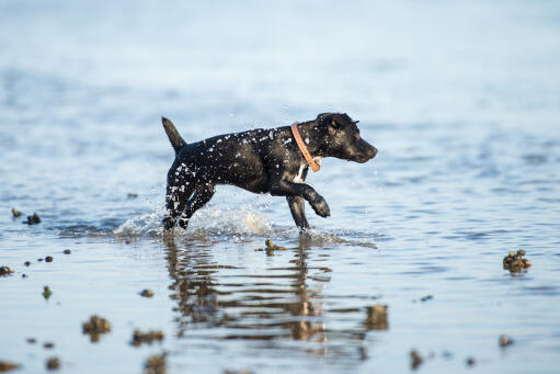 Patterdale-terrier-strand