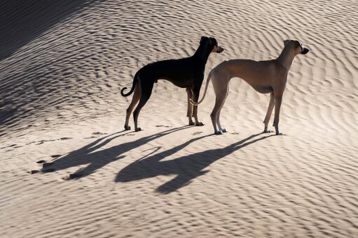 Sloughi-zwei-hunde-in-der-wüste